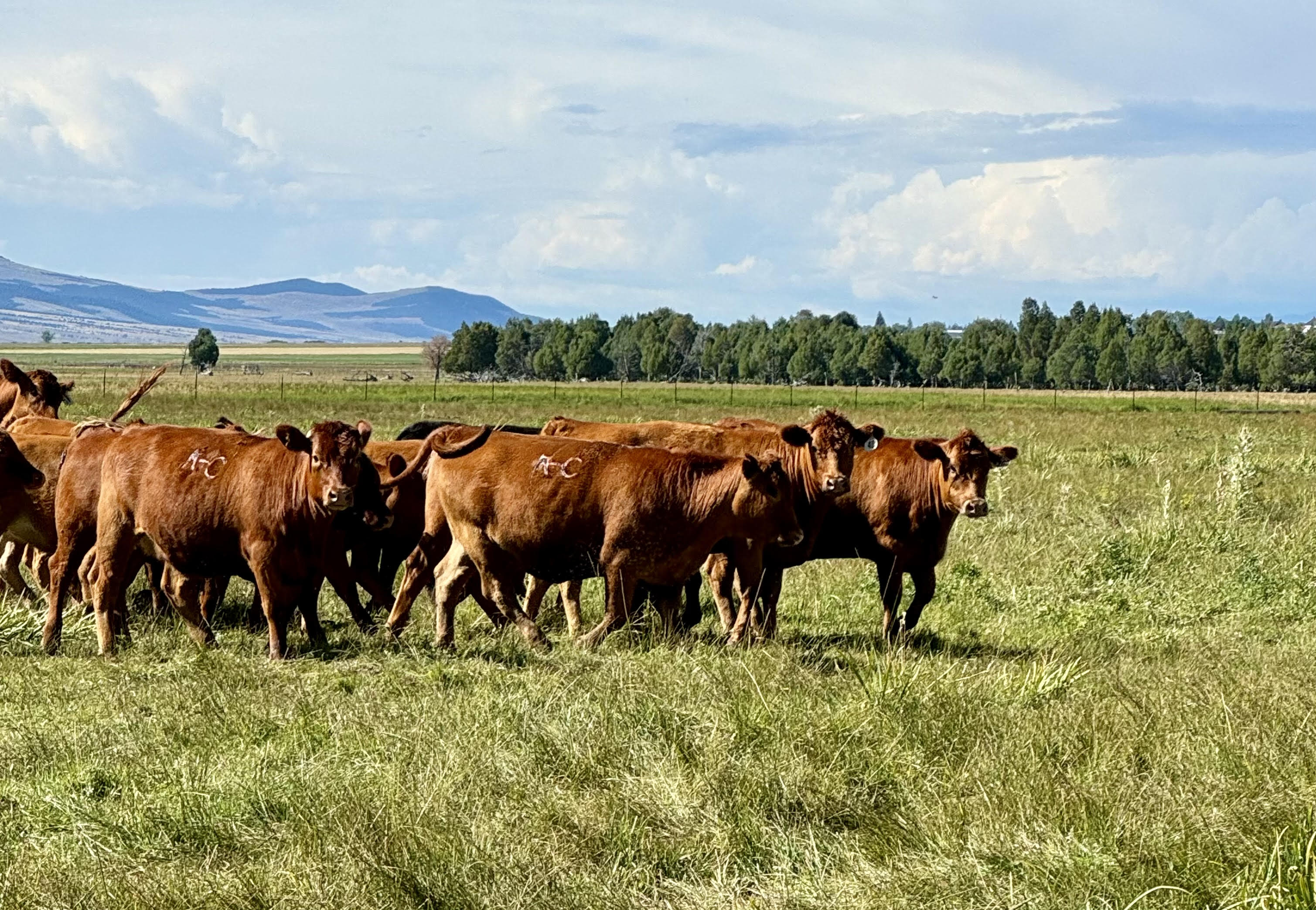 34 Head Bred Heifers